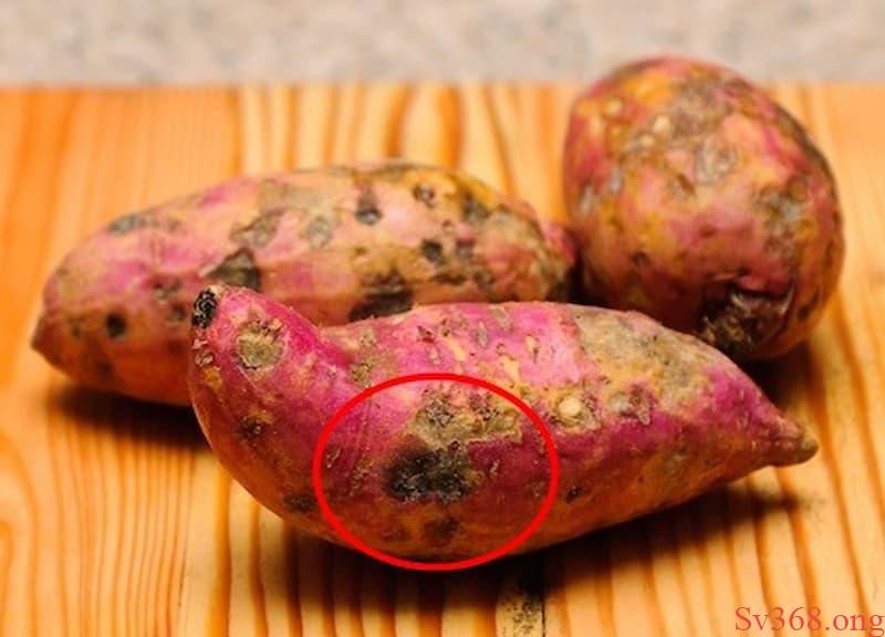 mơ thấy khoai lang Chiêm bao thấy củ khoai lang bị hư